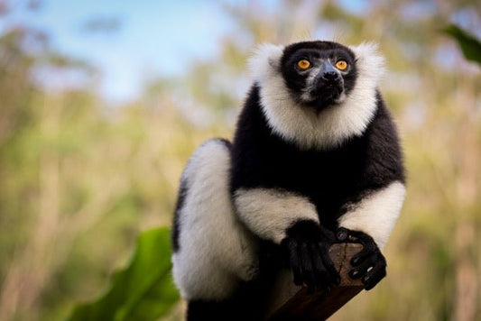 Hello East : 7 Unmissable Natural Wonders of Eastern Madagascar - Hello Madagascar
