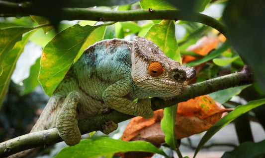 The Chameleons of Madagascar: A Simple Guide - Hello Madagascar
