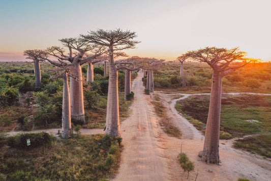 Baobab Trees: A Madagascar Phenomenon - Hello Madagascar